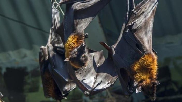 Nipah virüsü nedir? Nipah virüsü belirtileri nelerdir, nasıl bulaşır? Nipah virüsü nerelerde görüldü?