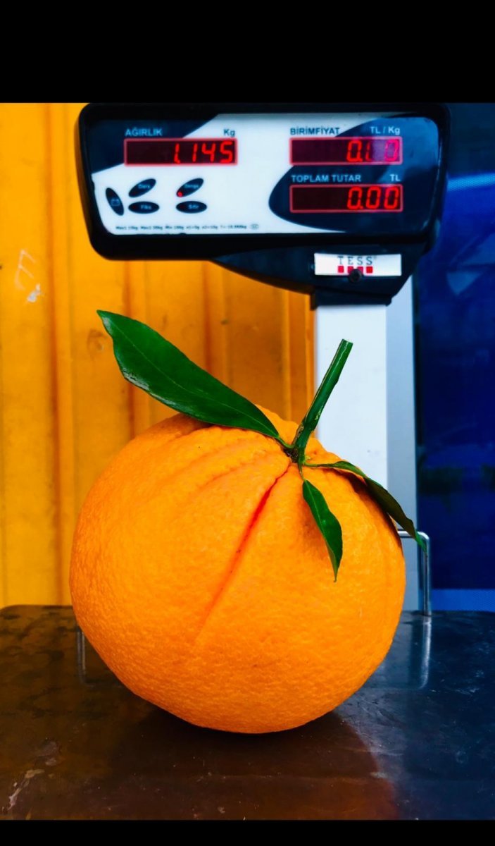 Bu portakalın tanesi 1 kilogram