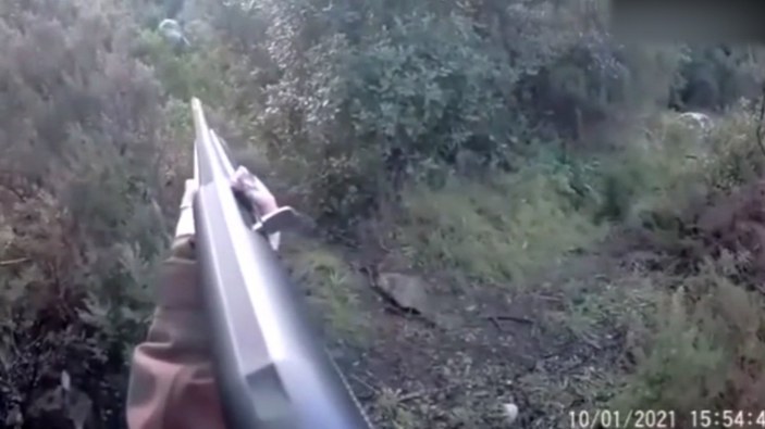 İtalya'da kadın avcı, domuzu tüfekle dövdü