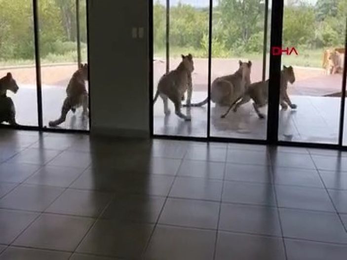 d Güney Afrikalı çiftin evini aslanlar bastı
