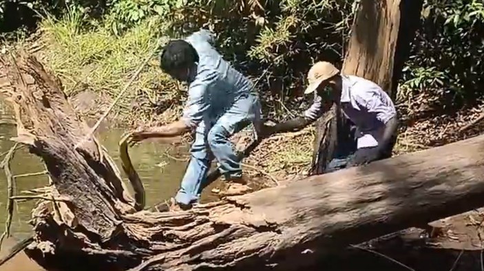 Hindistan’da kobra ile burun buruna gelen kurtarıcı