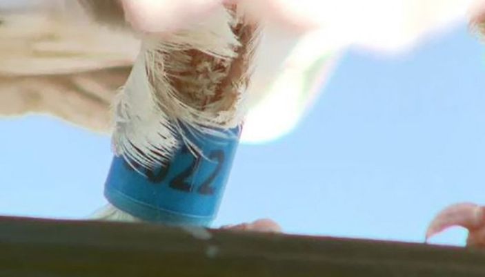 Avustralya güvercin