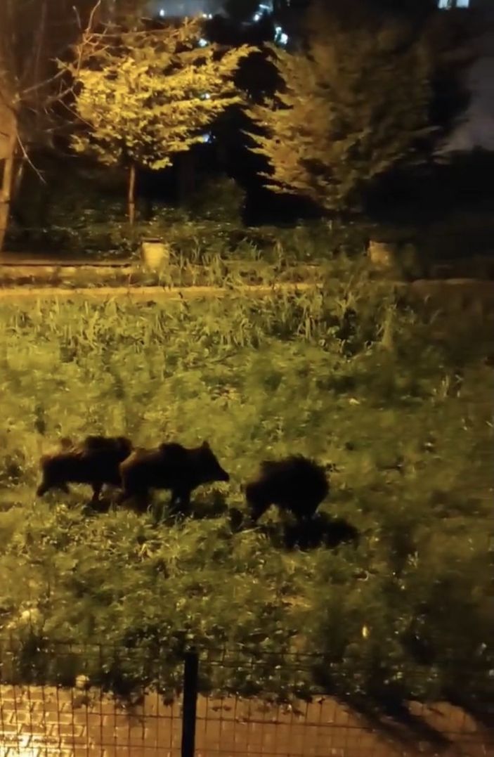 i Bursa'da aç kalan domuz sürüsü şehre indi