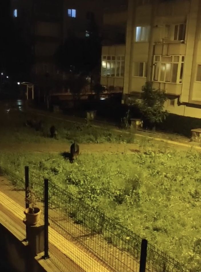 i Bursa'da aç kalan domuz sürüsü şehre indi