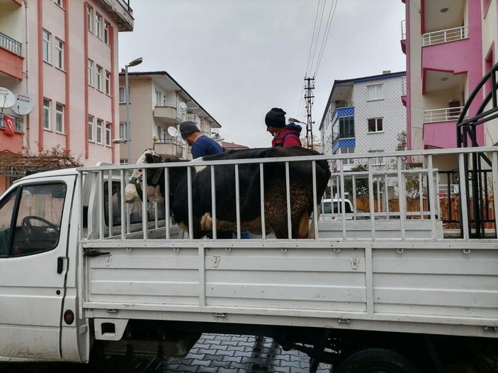 Malatya'da kaybolan ineği polis buldu