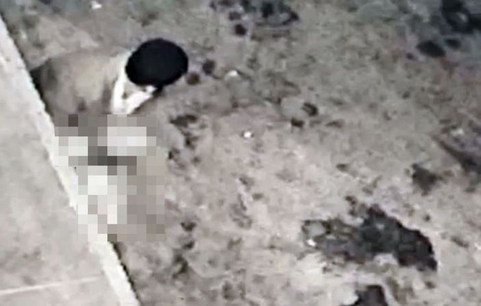 Sakarya'da yabancı uyruklu bir kişi köpeği taciz etti