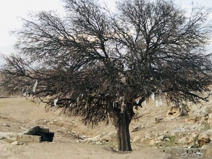 Şanlıurfa'da ağaca maske taktılar