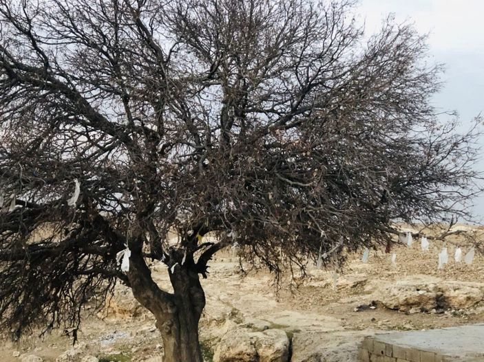 Şanlıurfa'da ağaca maske taktılar