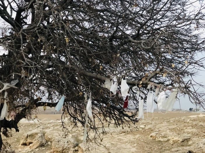 Şanlıurfa'da ağaca maske taktılar