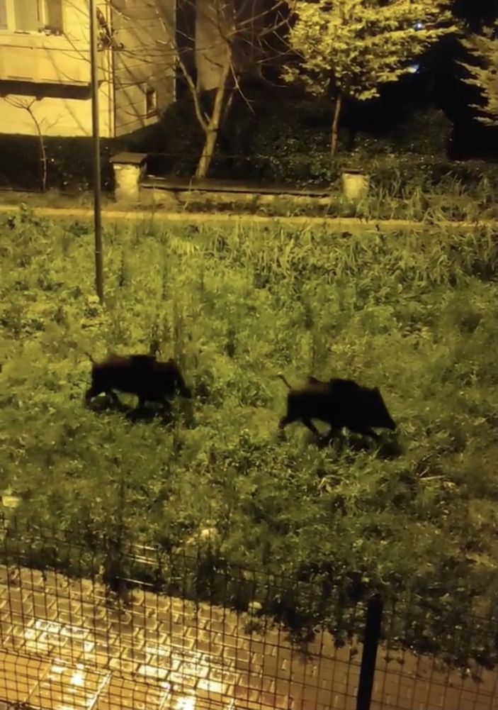 i Bursa'da aç kalan domuz sürüsü şehre indi