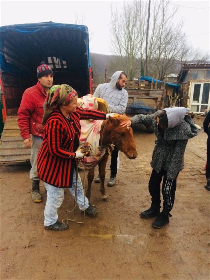 Kocaeli'de yaralı bulunan tay tedavi altına alındı