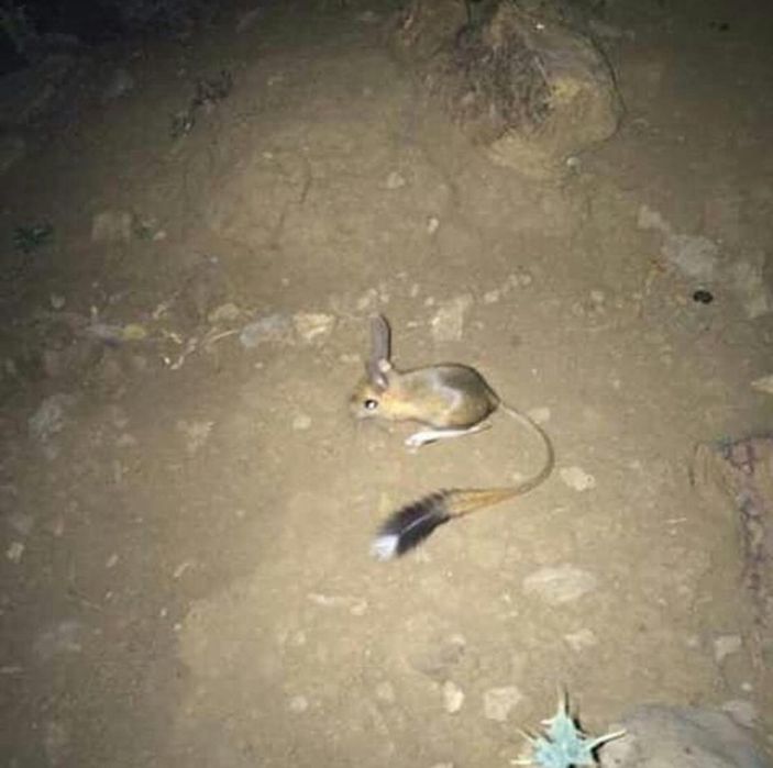 Şırnak'ta Arap tavşanı görüntülendi