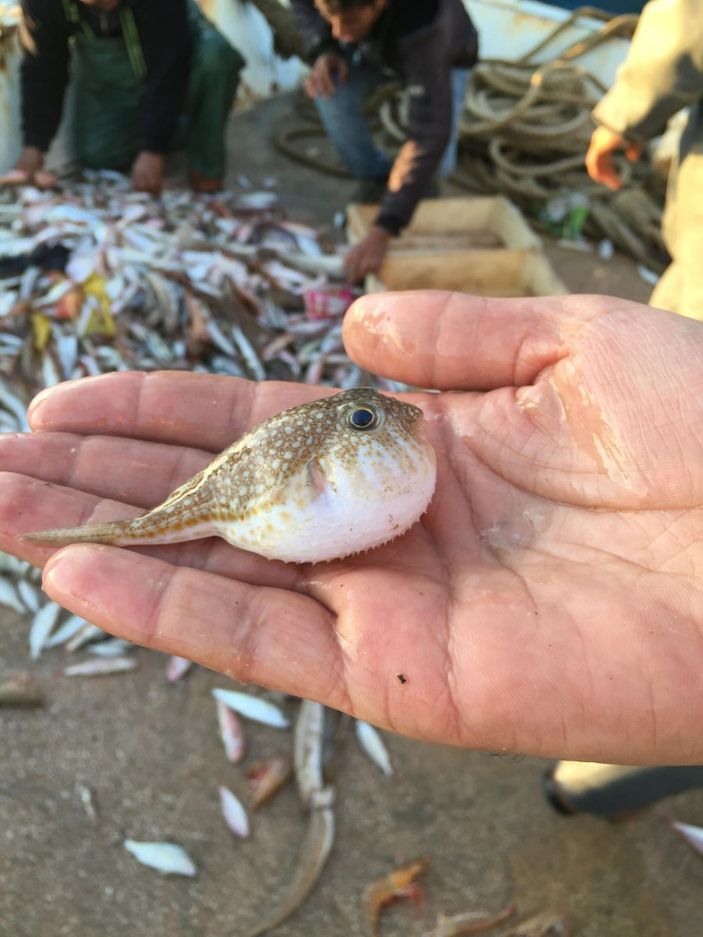 Balon balığı zehirli