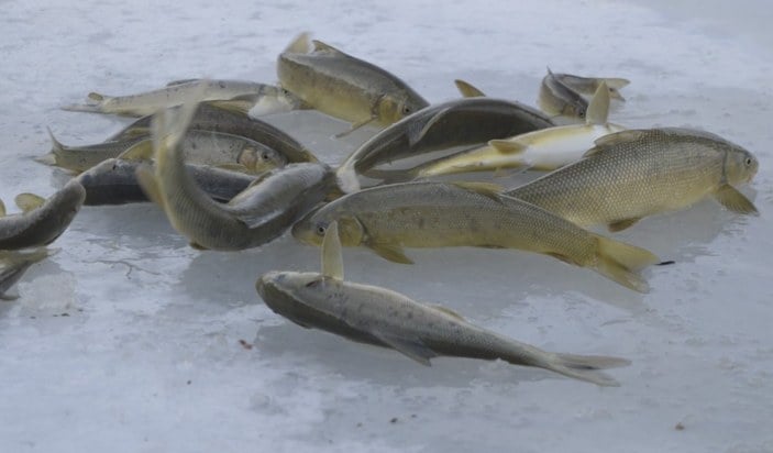 Ekmeklerini buz tutan nehirden çıkartıyorlar