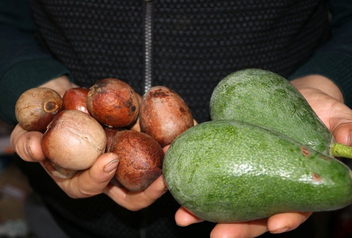 Alanya’da avokado çekirdeği ile alışveriş
