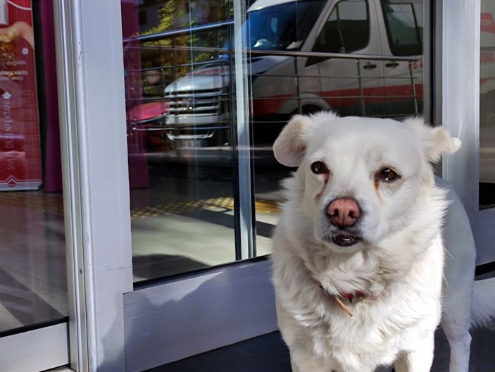 Trabzon'da hastane kapısında sahibini bekleyen köpek