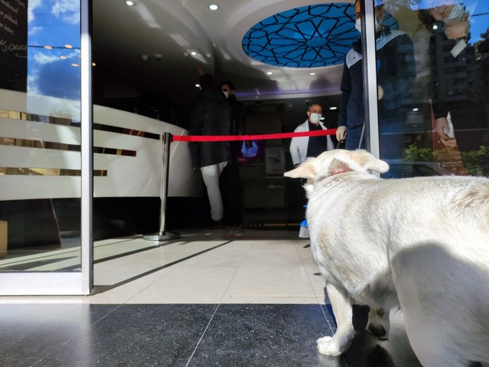 Trabzon'da hastane kapısında sahibini bekleyen köpek