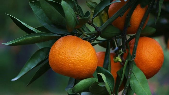 aa Mersin, yaş meyve ve sebzede lider