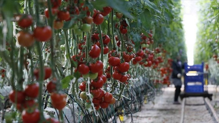 Ruhsar Pekcan: Rusya, domates ihracatı kotasını 250 bin tona yükseltti