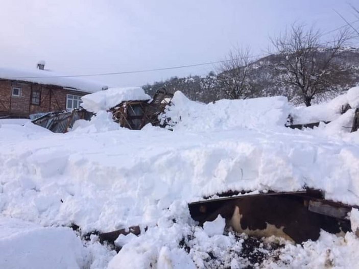 Zonguldak'ta ahır çöktü: 7 hayvan telef oldu