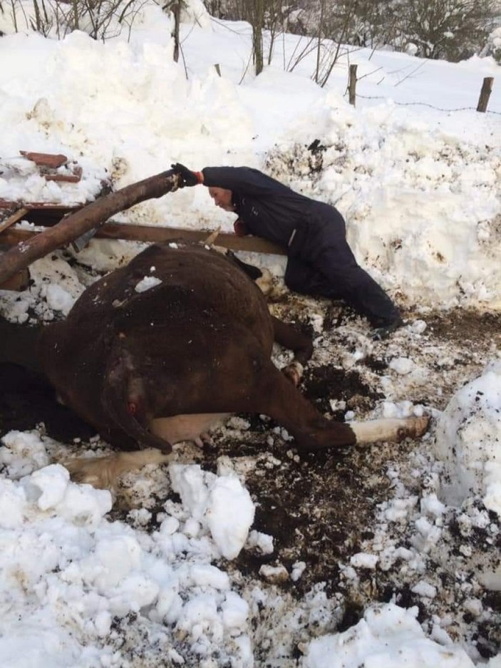 Zonguldak'ta ahır çöktü: 7 hayvan telef oldu