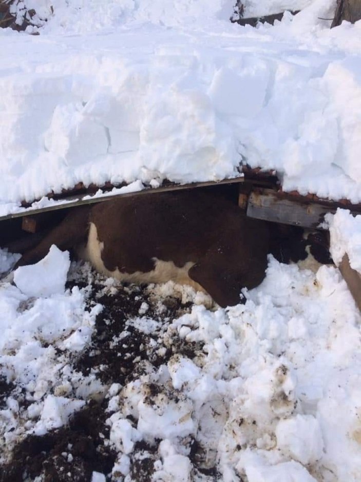 Zonguldak'ta ahır çöktü: 7 hayvan telef oldu