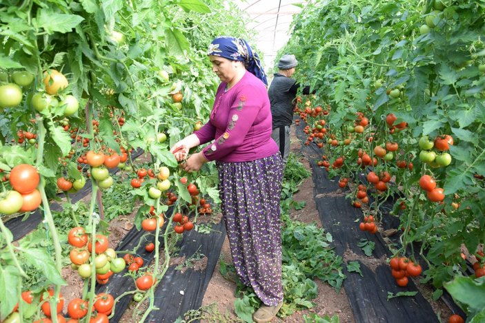 Kumlucalı domates üreticileri, İstanbul'daki fiyat farkına isyan etti