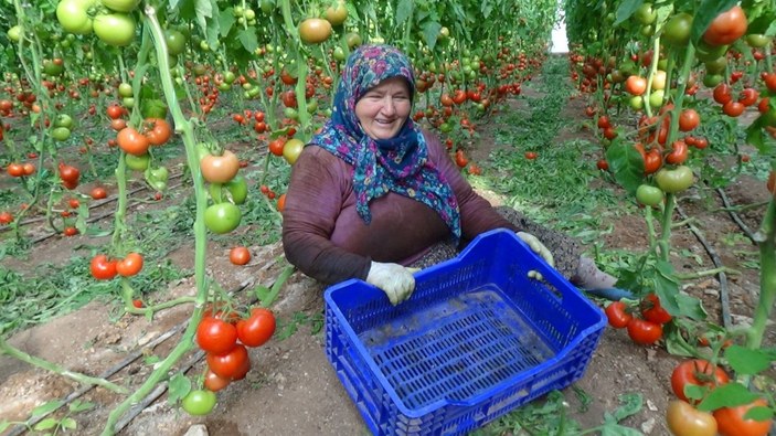 Kumlucalı domates üreticileri, İstanbul'daki fiyat farkına isyan etti