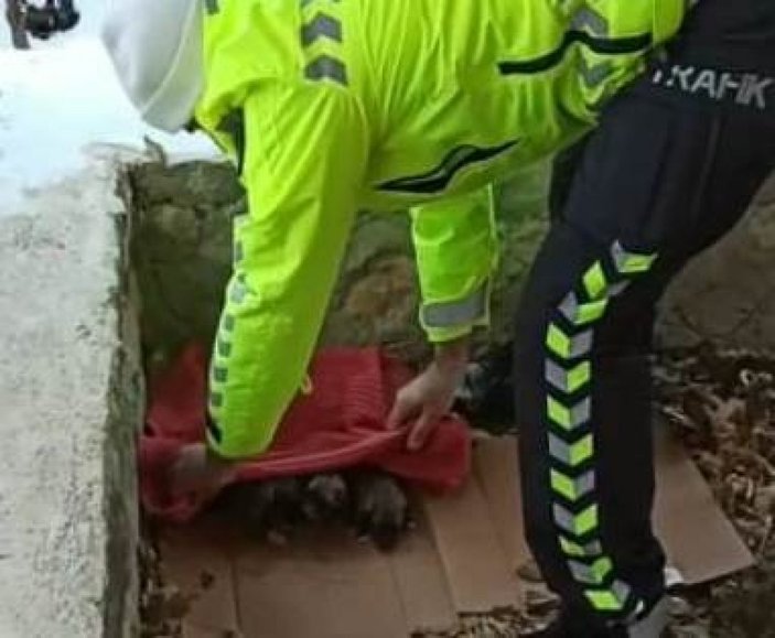 Malatya'da donmak üzere olan yavru köpeklere polis yardım etti