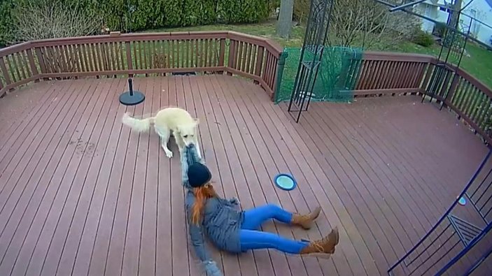 ABD'de, köpek ile sahibi arasındaki ilginç oyun