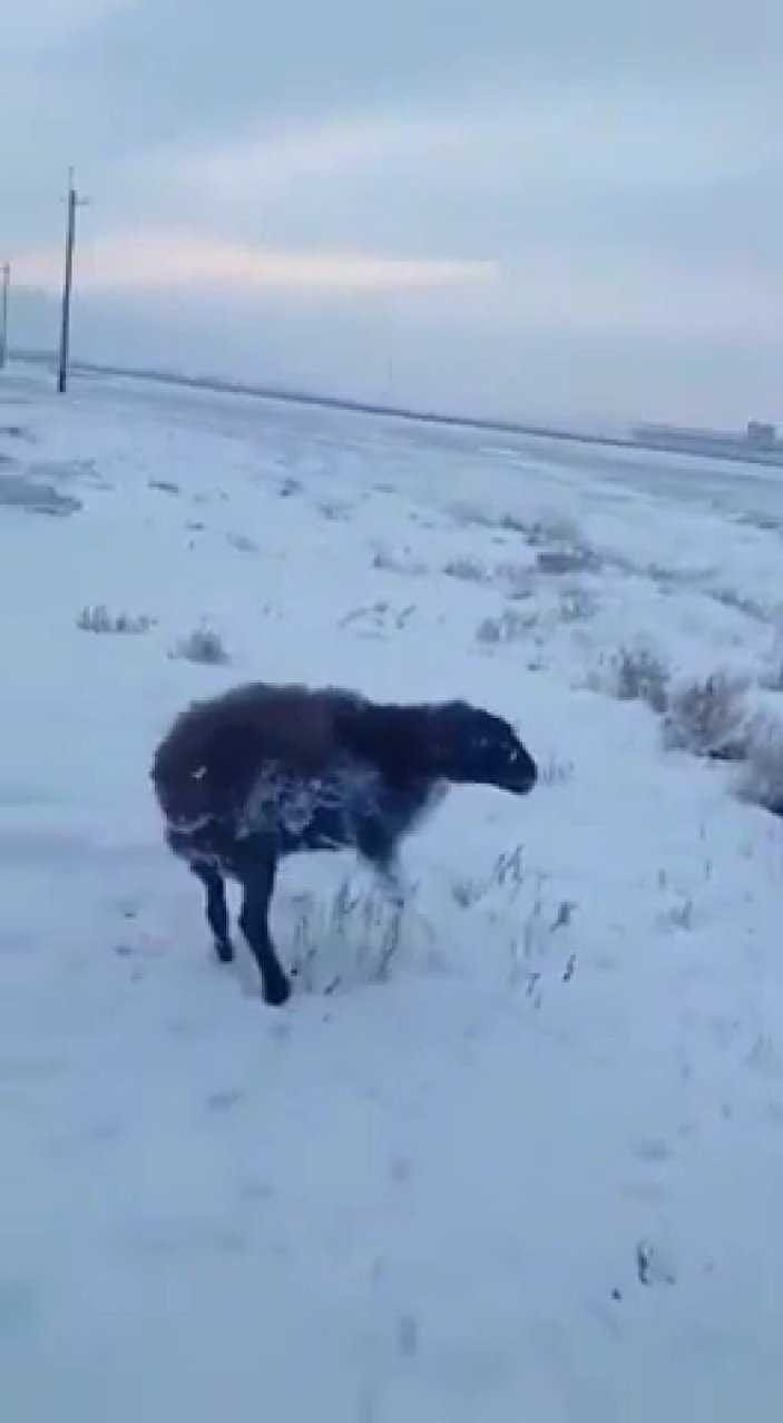 Kazakistan'da dondurucu soğuk: Hayvanlar telef oldu