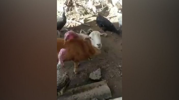 Hindilerin kavgasını ayırmaya çalışan kuzu