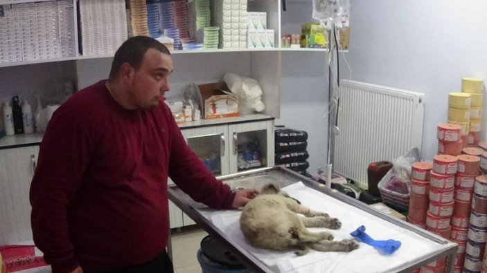 Tokat'ta rahatsızlanan köpeğini veterinere koşarak götürdü
