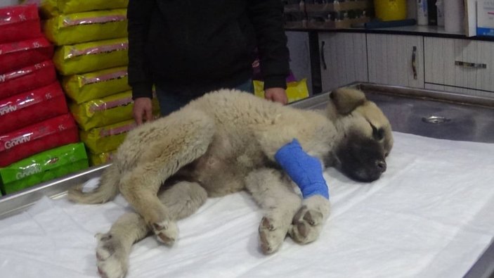 Tokat'ta rahatsızlanan köpeğini veterinere koşarak götürdü
