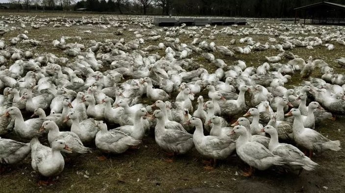 Fransa'da yaklaşık 2 milyon ördek, kuş gribi nedeniyle itlaf edildi