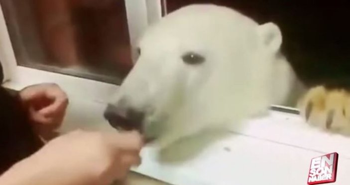 Rusya'da kutup ayısını elleriyle besledi