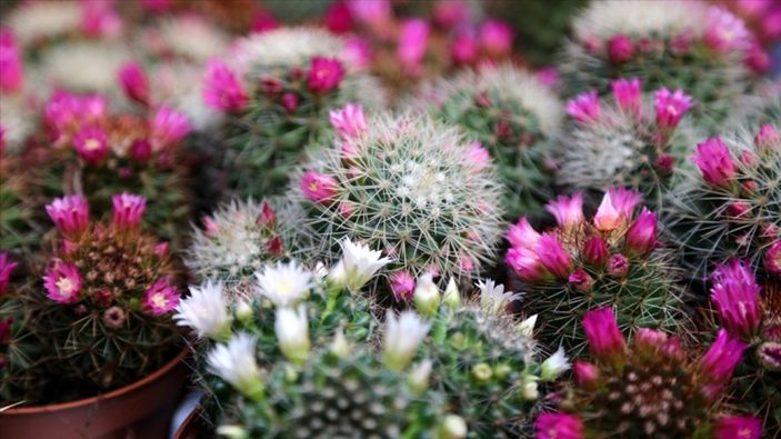 aa Süs bitkisi ihracatı arttı