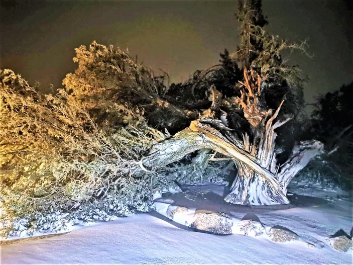 Denizli’de 500 yıllık tarihi ardıç ağacı şiddetli fırtınaya yenildi