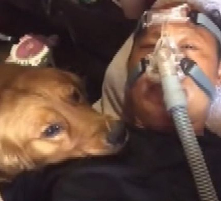 Çin'de tedavi gören sahibinin yanından ayrılmayan köpek