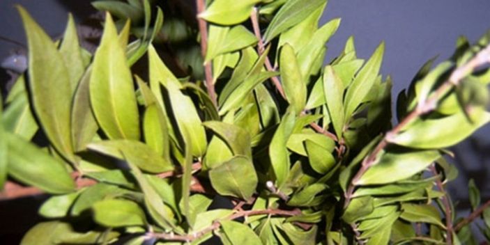 Mersin yağı nedir, faydaları nelerdir? Cilt parlatıcı Mersin yağı nasıl kullanılır?