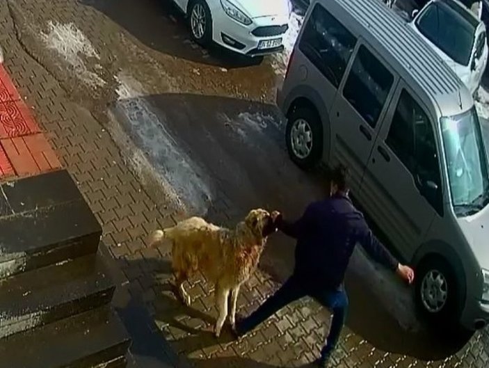 Bitlis'te kendisine saldıran köpekten böyle kurtuldu