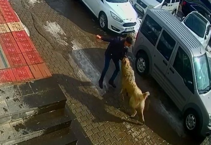 Bitlis'te kendisine saldıran köpekten böyle kurtuldu