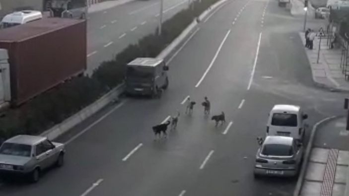 Buca’da sokak köpekleri korku salıyor