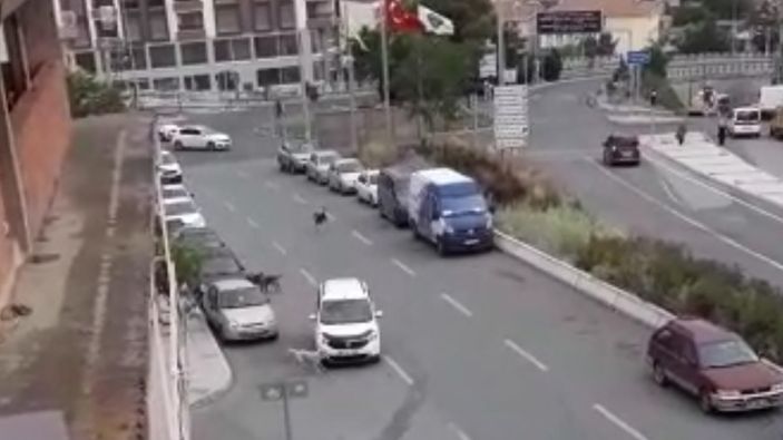 Buca’da sokak köpekleri korku salıyor