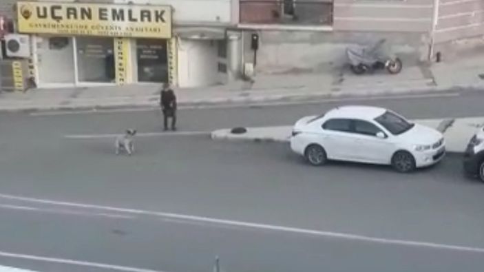 Buca’da sokak köpekleri korku salıyor