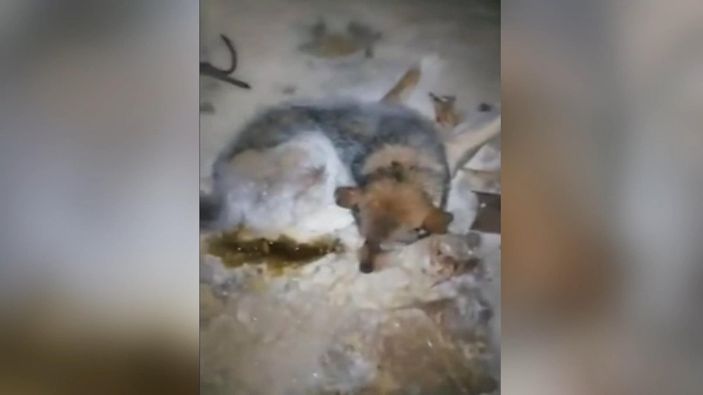 d Rusya'da eksi 54 derecede buz tutan köpek kurtarıldı