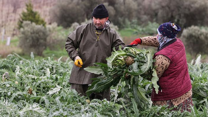 aa Enginar hasadı İzmir'de başladı