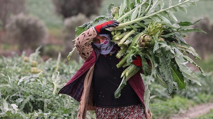 aa Enginar hasadı İzmir'de başladı