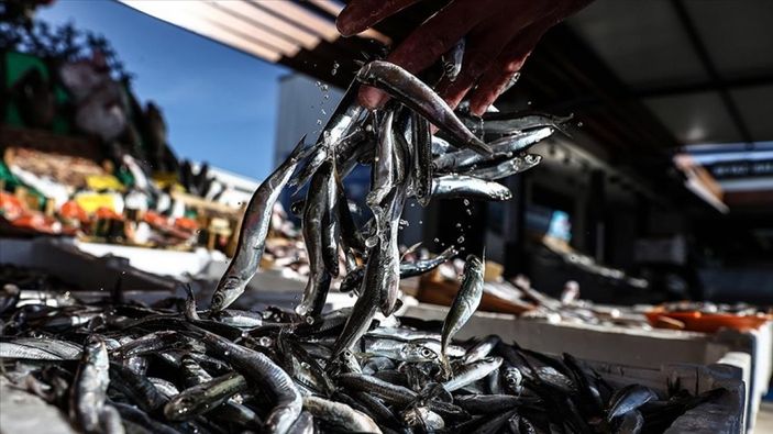 Avlanması yasaklanan hamsinin boyu artıyor