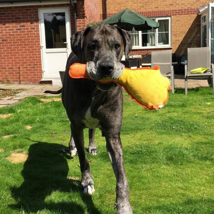 Dünyanın en uzun köpeği Freddy yaşamını yitirdi